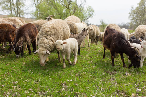 istock Sheep and goats graze on green grass in spring 1329638090