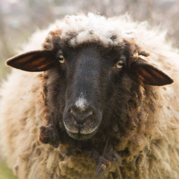 istock Sheep and goats graze on green grass in spring 1329638145