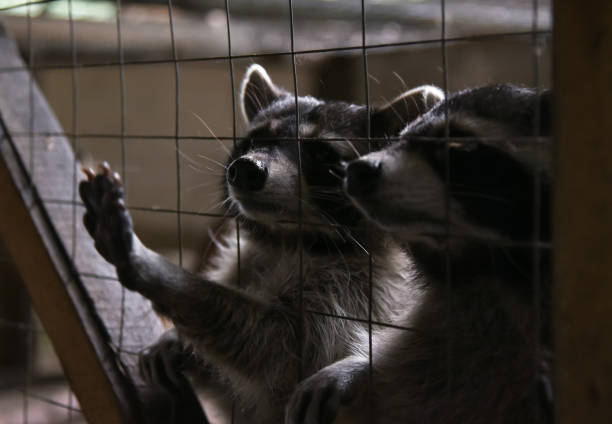 istock Two raccoons pull their paw out of the cage 1329638306