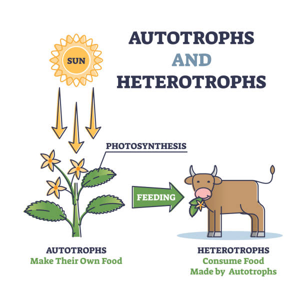 Autotrophs and heterotrophs as nature energy source division outline diagram Autotrophs or producers and heterotrophs or consumers as nature energy source division outline diagram. Photosynthesis for plants and food for animals as biological classification vector illustration. autotroph stock illustrations