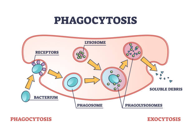 Phagocytosis as cellular ingesting and eliminating process outline diagram Phagocytosis as cellular ingesting and eliminating process outline diagram. Cell immunity response and anatomical organism mechanism to eliminate enemies, bacterium and particles vector illustration. phagocytosis diagram stock illustrations