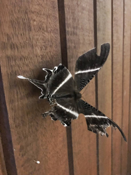 istock Tropical swallowtail moth that looks like a swallowtail butterfly 1329640821