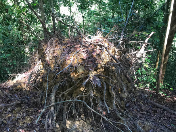 istock A fallen tree showing the shallow root system of a typical forest tree in the Rainforest Discovery Centre, Sepilok.Borneo 1329641017