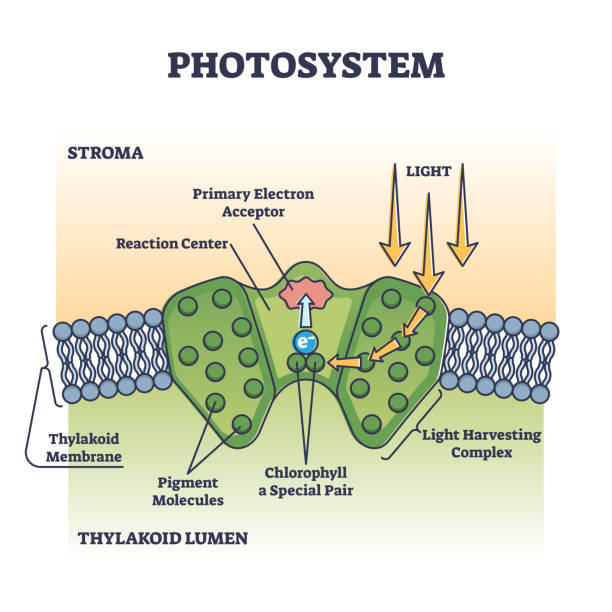 ilustraciones, imágenes clip art, dibujos animados e iconos de stock de proceso del fotosistema como absorción ligera química en diagrama del contorno de las plantas - chlorophyll