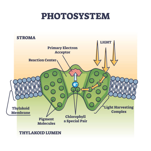 illustrazioni stock, clip art, cartoni animati e icone di tendenza di processo del fotosistema come assorbimento della luce chimica nel diagramma di contorno delle piante - clorofilla