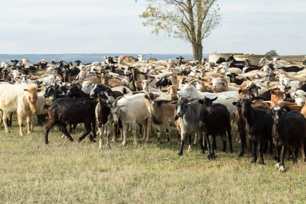 istock Sheep and goats graze on green grass in spring 1329641226
