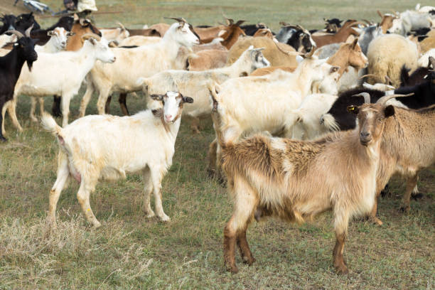 istock Sheep and goats graze on green grass in spring 1329641287