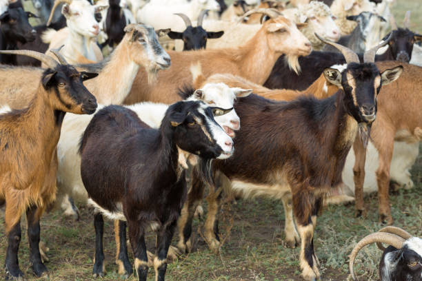 istock Sheep and goats graze on green grass in spring 1329641296