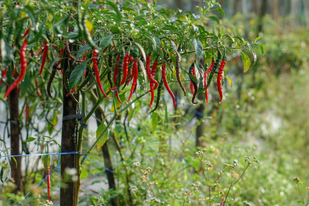 istock Green and red chilies in the garden 1329641969