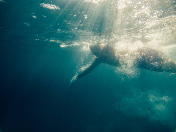 istock Man swimming in the sea 1329642376