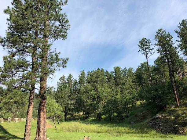 istock Fresh green scenery at Custer State Park, South Dakota. 1329643004