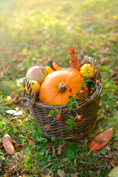 surtido de calabazas en una cesta en el jardín soleado de otoño. abundancia de granjas de hortalizas. hortalizas orgánicas cultivadas. abundancia de calabaza. día de acción de gracias y halloween. - maple leaf close up symbol autumn fotografías e imágenes de stock