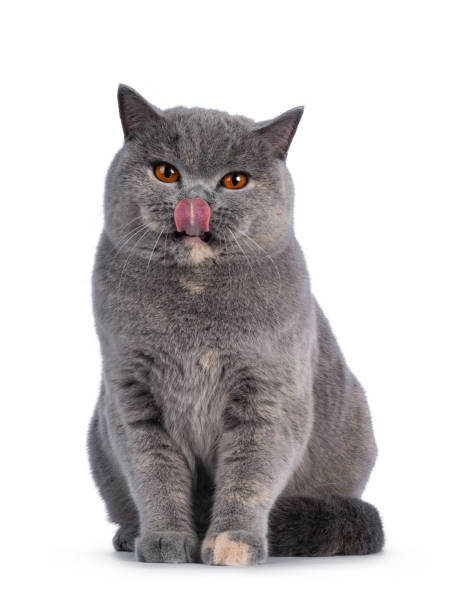 Tortie British Shorthair cat on white background Fabulous young adult blue tortie British Shorthair cat, sitting up front view. Looking towards camera with big orange eyes and sticking out tongue. Isolated on a white background. licking nose stock pictures, royalty-free photos & images
