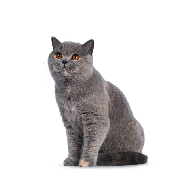 istock Tortie British Shorthair cat on white background 1329644467