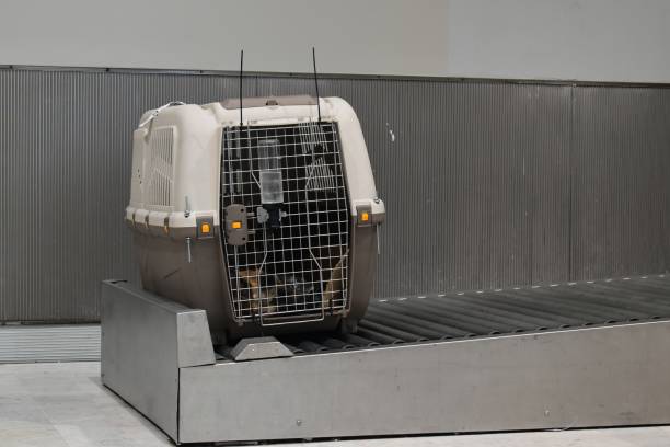 Picture of a cage with a dog following a long journey as cargo, massive stress for animals while traveling. Picture of a cage with a dog following a long journey as cargo, massive stress for animals while traveling. A specific and approved cage for air transportation of pets. transportation cage stock pictures, royalty-free photos & images
