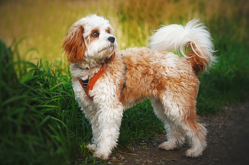 Cavapoo standing in grass field looking away from the camera