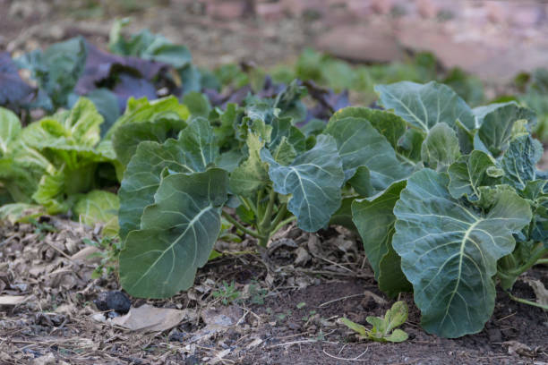 istock young cabbage plants in the organic garden 1329647935