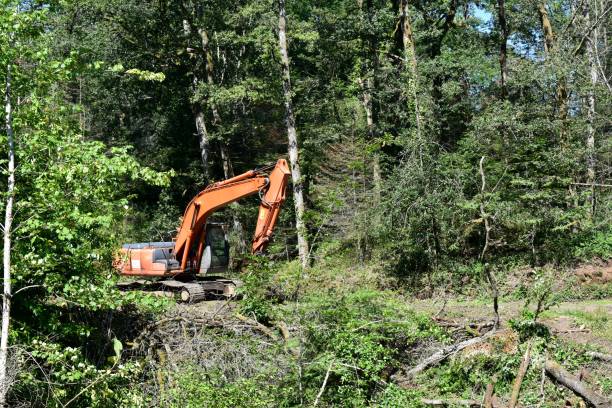 istock Excavator clearing a land in a forest, destroying all the existing ecosystem. 1329648091