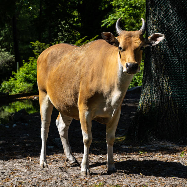 banteng, bos javanicus atau banteng merah adalah jenis sapi liar. - sapi bali sapi potret stok, foto, & gambar bebas royalti