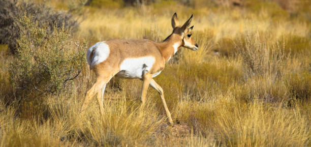 close up of a springbok standing on yellow grass in natural habitat. - kruger national park panoramic gazelle impala imagens e fotografias de stock