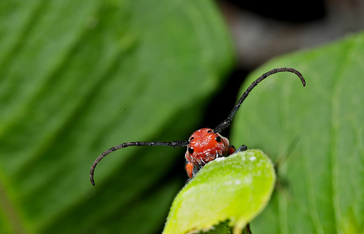 Bright red beetle with long, curving black antennae looks at the camera from a Common Milkweed leaf (Asclepias syriaca).