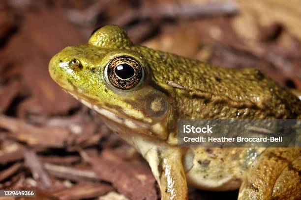 Green Frog Stock Photo - Download Image Now - Frog, Amphibian, Forest