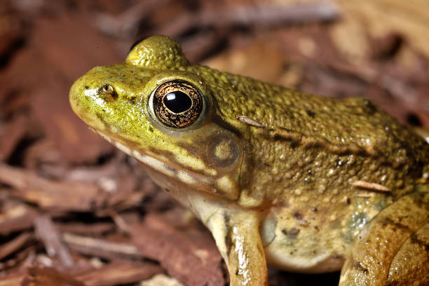 sapo verde (lithobates clamitans) - anfíbio - fotografias e filmes do acervo