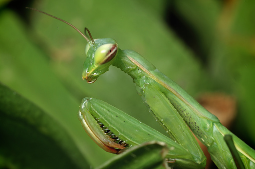 Close up of praying mantid on twig