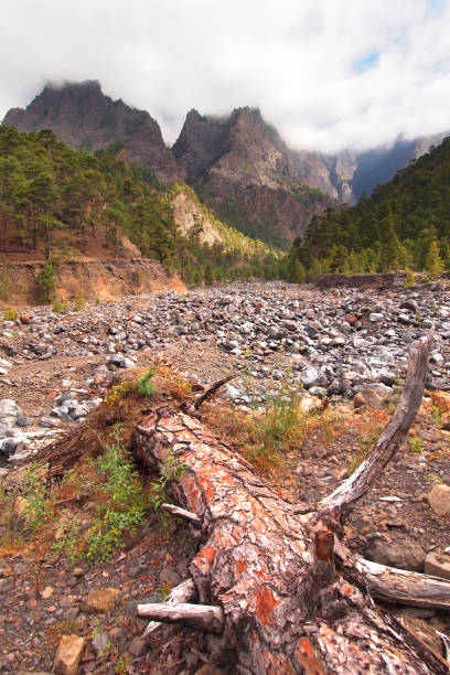 istock Dead Trunk Tree, Caldera de Taburiente National Park, Spain 1329649483
