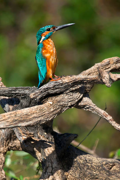 istock Kingfisher, Monfrague National Park, Spain 1329649502