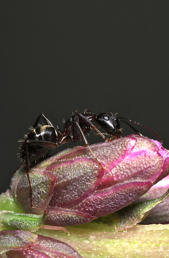 Dark brown ant on a pink flower bud against a grey background. Portrait orientation.