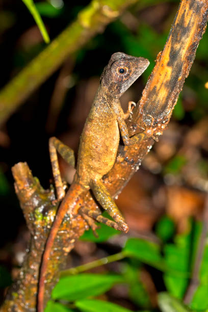 istock Brown-patched Kangaroo Lizard, Sinharaja National Park Rain Forest, Sri Lanka 1329649515