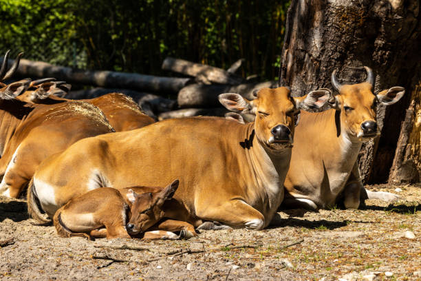 istock Banteng, Bos javanicus or Red Bull is a type of wild cattle. 1329649934