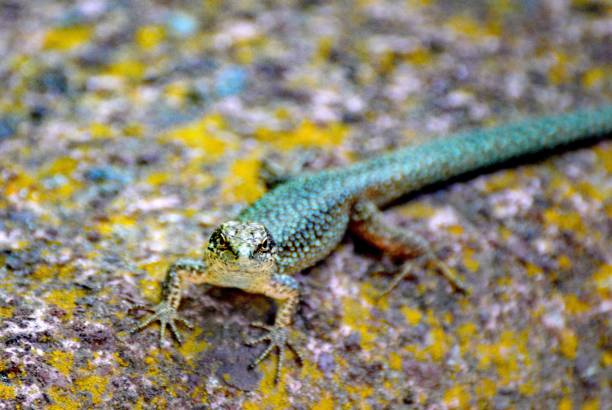 istock Portugal, Madeira, Lizards, (Madeira wall lizard) green, patterned, curious 1329650246