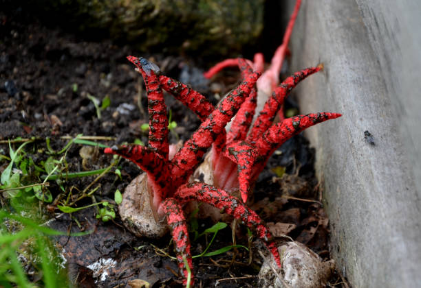 the fruiting body grows from an egg, which is once again hidden in the soil, it is attached by several purple roots. during ripening, the fruiting body opens and resembles starfish with tentacles - fungus roots imagens e fotografias de stock