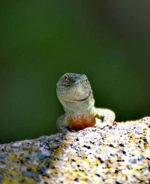 istock Portugal, Madeira, Lizards, (Madeira wall lizard) green, patterned, curious 1329651010