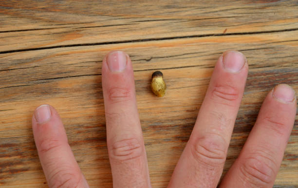 man holds in his fingers the smallest mushroom. due to its size, it resembles a small baby. they begin to grow in the forest - vitamin pill picking up pill capsule imagens e fotografias de stock