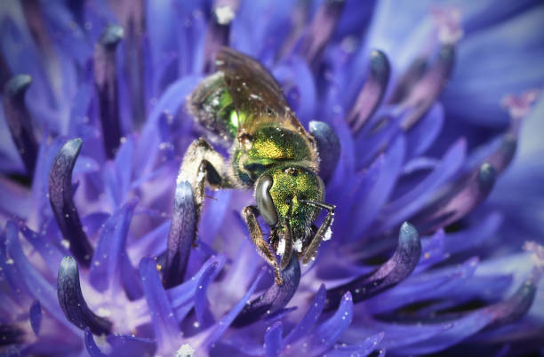 Brilliant metallic green bee foraging in a bright purple flower.