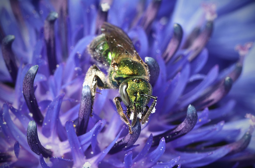 Golden Green Sweat Bee (Augochlorella aurata) in Bachelor's Button (Centaurea cyanus).