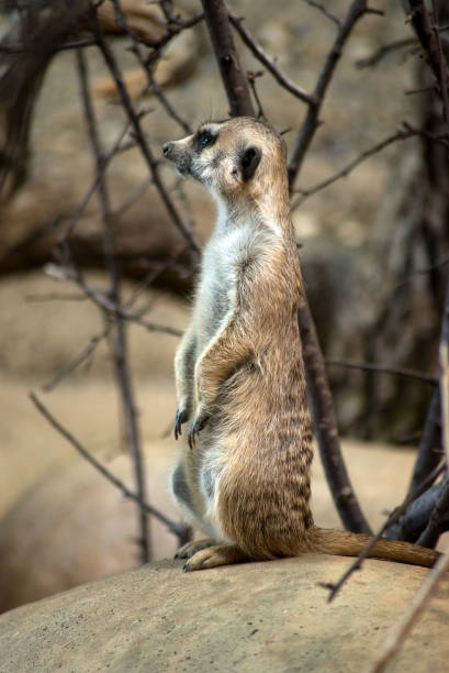 istock wild meerkat standing on the land 1329651625