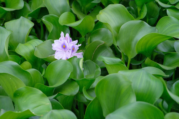 Background image. Green twisted leaves. Lilac flower.