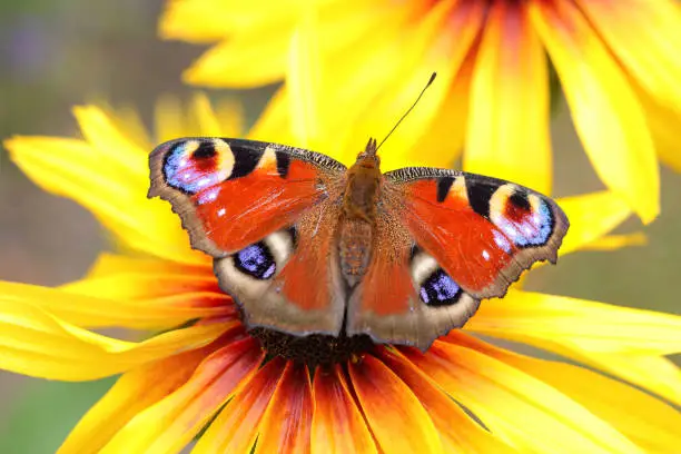 Photo of Bright, beautiful butterfly Peacock Eye,sits on a yellow flower Rudbeckia hirta. Aglais io. Monarch butterfly pollinating flowers Rudbeckia in the summer day,soft background. Peacock Butterfly