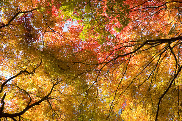 istock Autumn leaves of Ryuokyo 1329653735