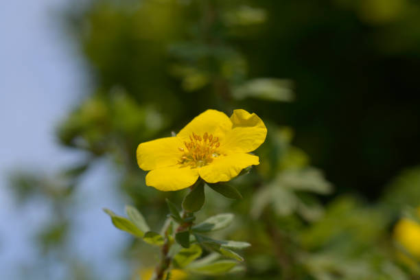 istock Shrubby Cinquefoil Goldteppich 1329655140