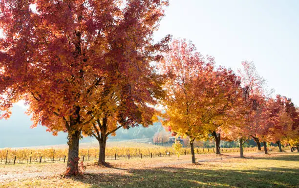 Photo of Lots of orange autumn trees next to a vineyard and popular walking path.
