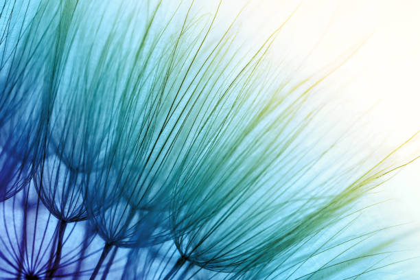 istock Beautiful fluffy dandelion flower, closeup. Color tone 1329656571