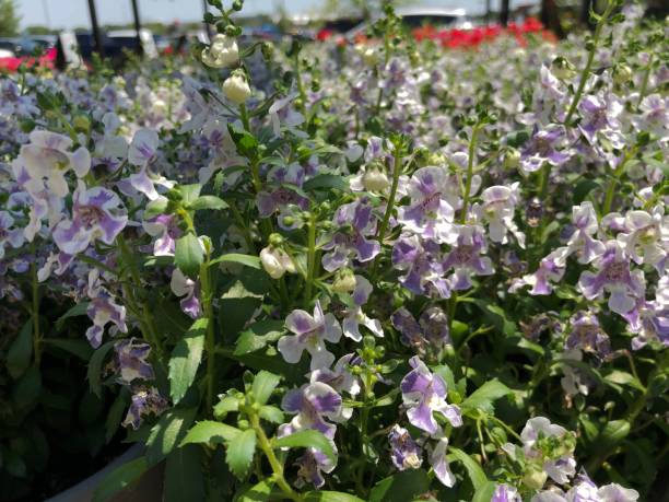 Pots of white and purple angelonia flowers, side view Pots of white and purple angelonia flowers, side view angelonia stock pictures, royalty-free photos & images