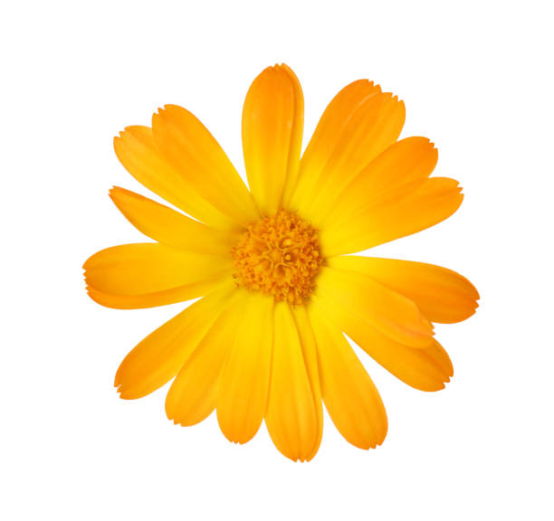 istock Fresh beautiful calendula flower isolated on white 1329656837