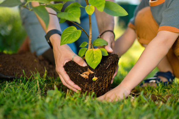 Family planting a tree Little boy and his pregnant mother planting in springtime or summer. Arbor Day stock pictures, royalty-free photos & images