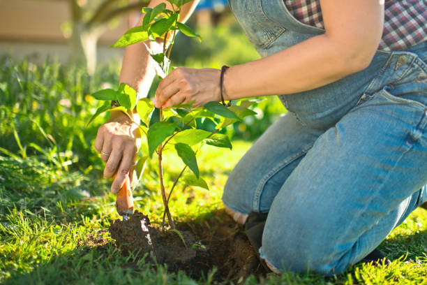 istock Pregnant woman planting a tree 1329657935